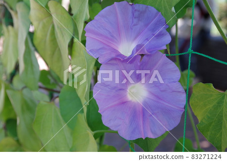 Morning glory of summer tradition Morning glory of summer tradition 83271224