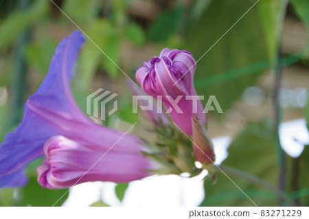 Morning glory of summer tradition Morning glory of summer tradition 83271229