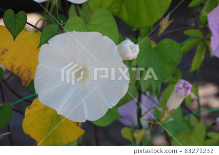 夏日傳統牽牛花 夏日傳統牽牛花 83271232