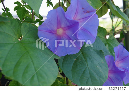 Morning glory of summer tradition 83271237
