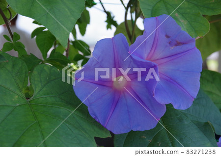 Morning glory of summer tradition Morning glory of summer tradition 83271238