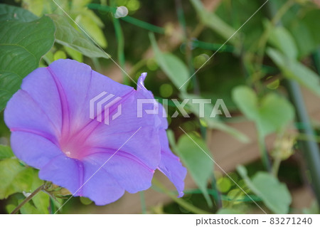 Morning glory of summer tradition 83271240
