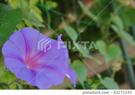Morning glory of summer tradition Morning glory of summer tradition 83271243