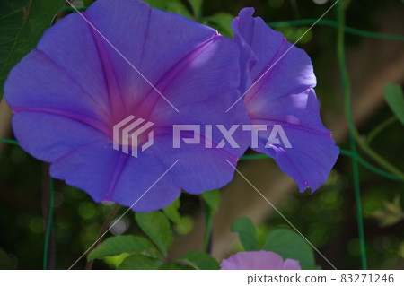 Morning glory of summer tradition Morning glory of summer tradition 83271246