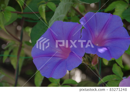 Morning glory of summer tradition Morning glory of summer tradition 83271248