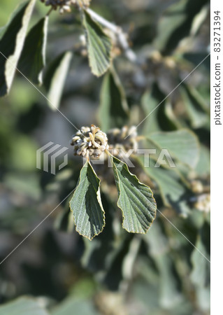 Witch Hazel 83271394