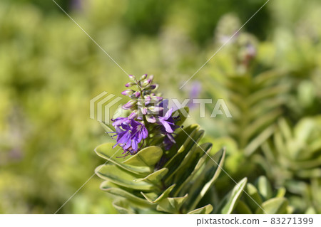 Variegated Andersons hebe 83271399