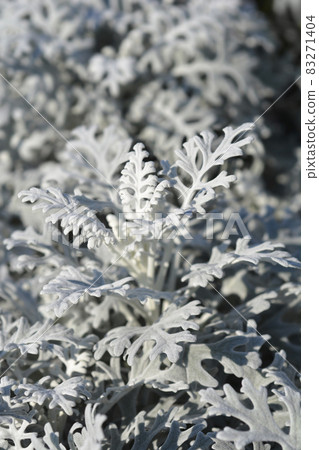 Silver ragwort 83271404