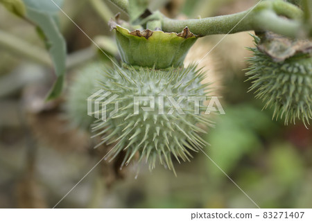 Thorn apple Inka Thorn apple Inka 83271407