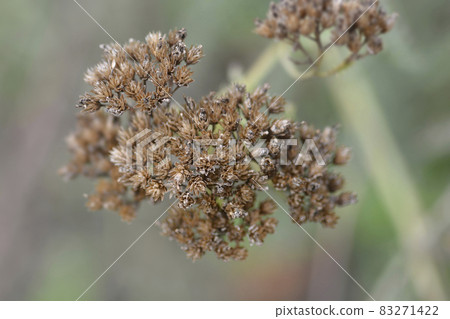 Mountain Yarrow Mountain Yarrow 83271422