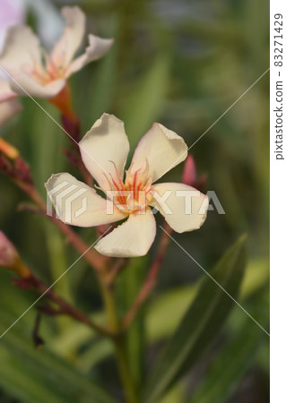 Common oleander 83271429