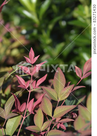 Heavenly bamboo Obsessed 83271430