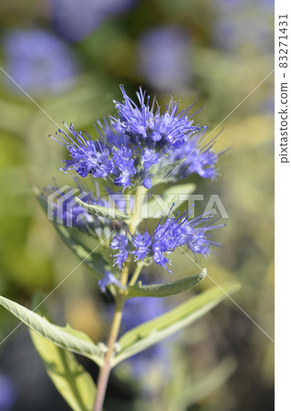 Bluebeard Bluebeard 83271431