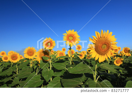 Sunflower 2627 83271777