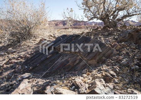 Buried petrified wood in the middle of a desert place Buried petrified wood in the middle of a desert place 83272519