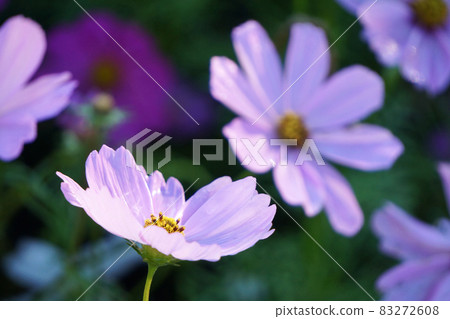 Autumn blooming cosmos flowers 83272608