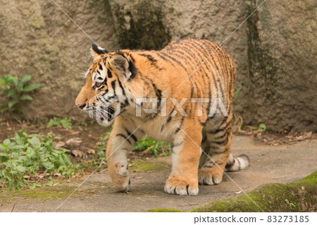 遠足的東北虎幼崽 83273185
