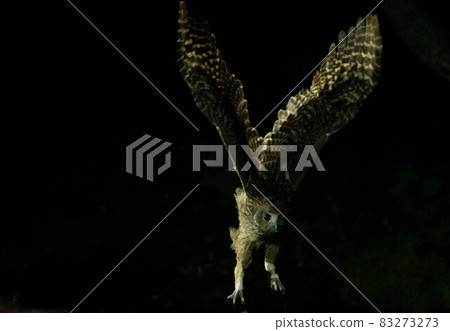 Shiretoko Blakiston's owl popping out Shiretoko Blakiston's owl popping out 83273273