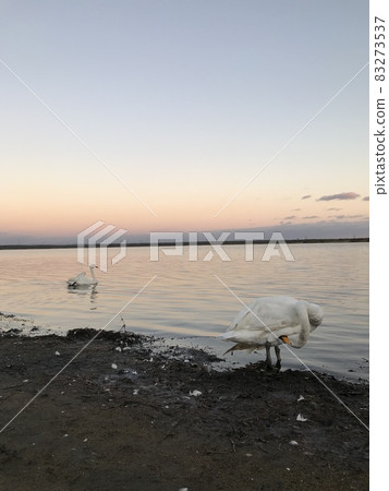 Swan of Lake Utonai 83273537