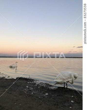 Swan of Lake Utonai 83273538