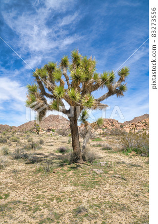 Lush Joshua tree plant at Joshua Tree National Park in sunny California desert 83273556