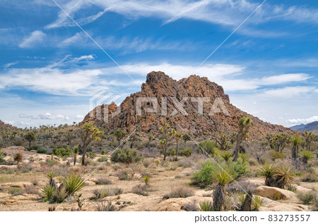 Jagged rocky mountain and Joshua tree plants at Joshua Tree National Park 83273557