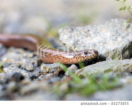 Snake (Anguis fragilis) crawling on a stone path in the forest, close up view. 83273855
