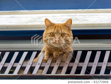 A ginger cat sits at open window and looks to the camera. A ginger cat sits at open window and looks to the camera. 83273908