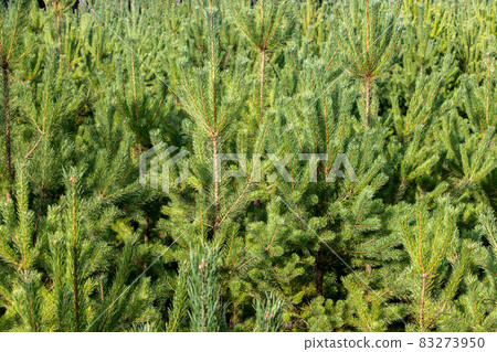 Coniferous forest, close up view 83273950