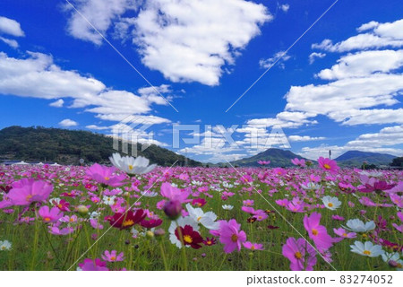 Cosmos field in Yoshizu, Mino-cho and Mt. Yamajo 3 [Yoshizu, Mino-cho, Mitoyo-shi, Kagawa] 83274052