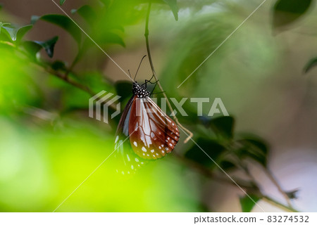 Asagi madara resting wings 83274532