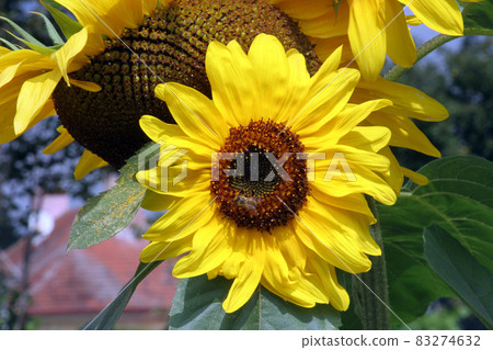Sun flower Sun flower 83274632