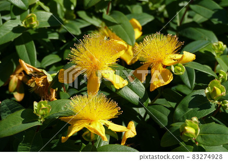 Minatomirai / Tsurumi River 83274928