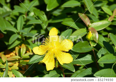 Minatomirai / Tsurumi River 83274930