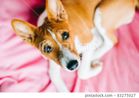 Portrait of basenji puppy dog on fabric background.. Portrait of basenji puppy dog on fabric background.. 83275027