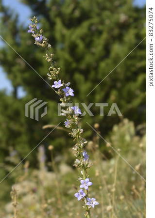 Chimney bellflower Chimney bellflower 83275074