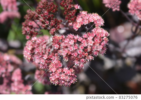 Orpine Purple Emperor Orpine Purple Emperor 83275076