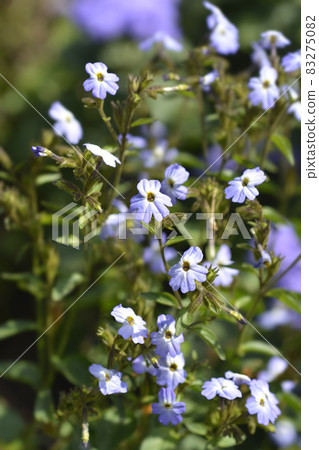 Bush violet Bush violet 83275082