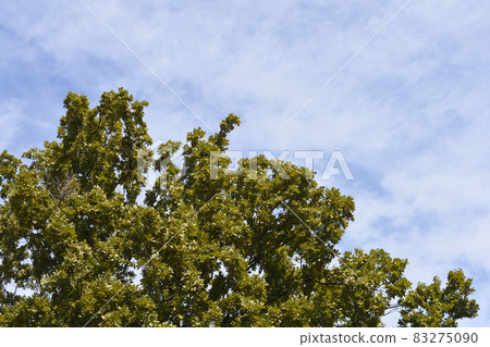 English oak 83275090