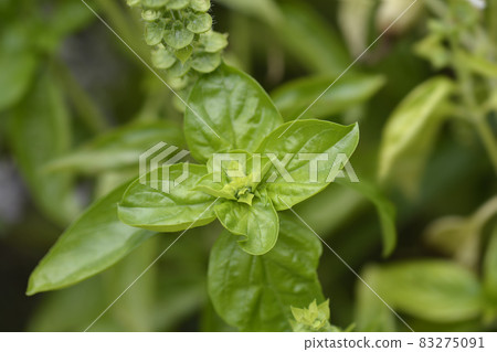 Common basil 83275091