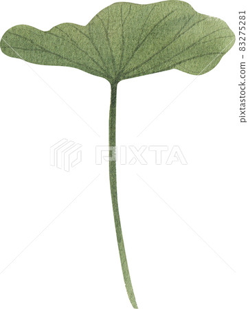 Green lotus leave clipart watercolor Green lotus leave clipart watercolor 83275281