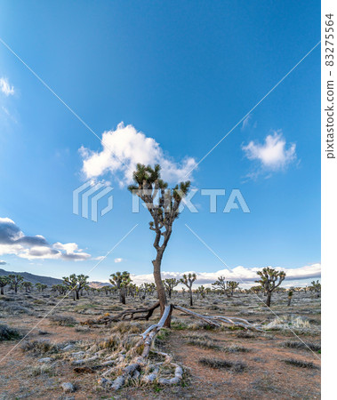 Joshua tree located in Joshua tree California desert vertical panorama view 83275564