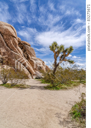 Sunny day in Joshus Tree California with rocks formations and Joshua trees 83275671