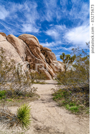 Joshua trees and huge rocks formation against blue sky in Joshua Tree California Joshua trees and huge rocks formation against blue sky in Joshua Tree California 83275673