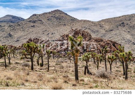 Johua trees and rocky mountain view in Joshua Tree California Mojave Desert 83275686