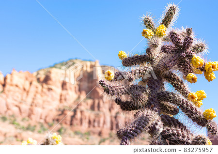 明亮的黃色仙人掌花 明亮的黃色仙人掌花 83275957