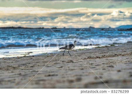 Whimbrel bird on the shore of Laguna Beach California ocean againt sea water Whimbrel bird on the shore of Laguna Beach California ocean againt sea water 83276299