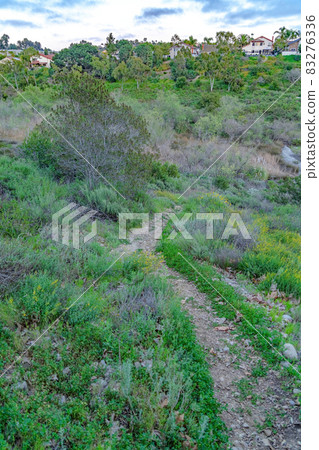 Pathway trail amid green grasses and trees against homes in San Diego California Pathway trail amid green grasses and trees against homes in San Diego California 83276336