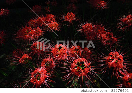 Cluster amaryllis at Saiho-ji Temple in Yokohama Cluster amaryllis at Saiho-ji Temple in Yokohama 83276491