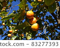 persimmon persimmon 83277393